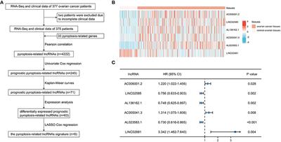 Role of a Pyroptosis-Related lncRNA Signature in Risk Stratification and Immunotherapy of Ovarian Cancer